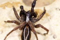 Un mle (Araneae - Lycosidae - Alopecosa cuneata)